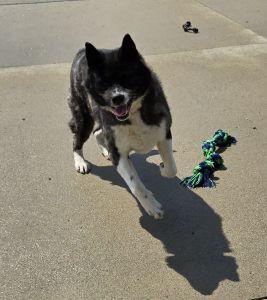 Enlarge Izzy, a ADOPTABLE Akita in Bucyrus, OH image 2/5