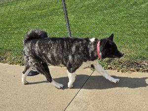 Enlarge Izzy, a ADOPTABLE Akita in Bucyrus, OH image 5/5