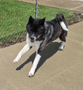 Enlarge Izzy, a ADOPTABLE Akita in Bucyrus, OH image 3/5