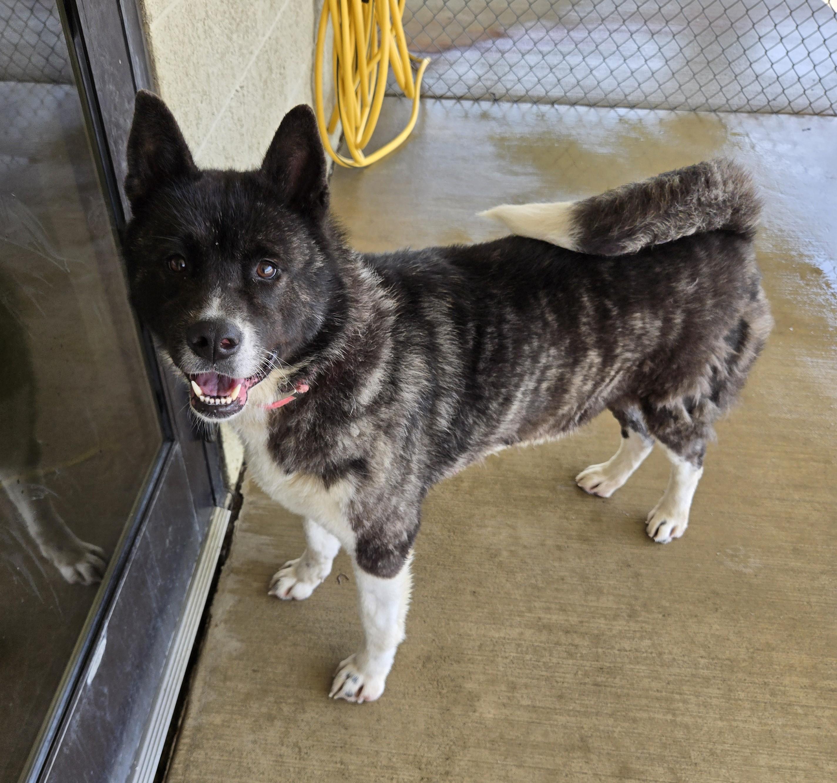 Izzy, ADOPTABLE, Adult Female Akita.