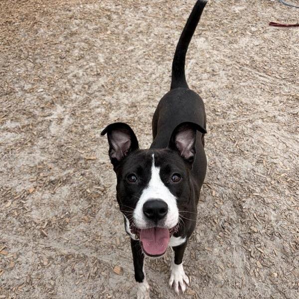 Sassy, Adoptable, Young Female Mixed Breed.