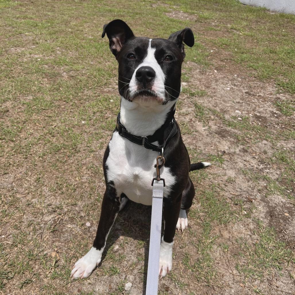 Sassy, a Adoptable Mixed Breed in Jacksonville, FL image 2/5