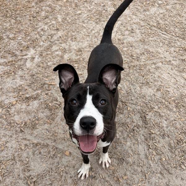 Sassy, a Adoptable Mixed Breed in Jacksonville, FL image 3/5