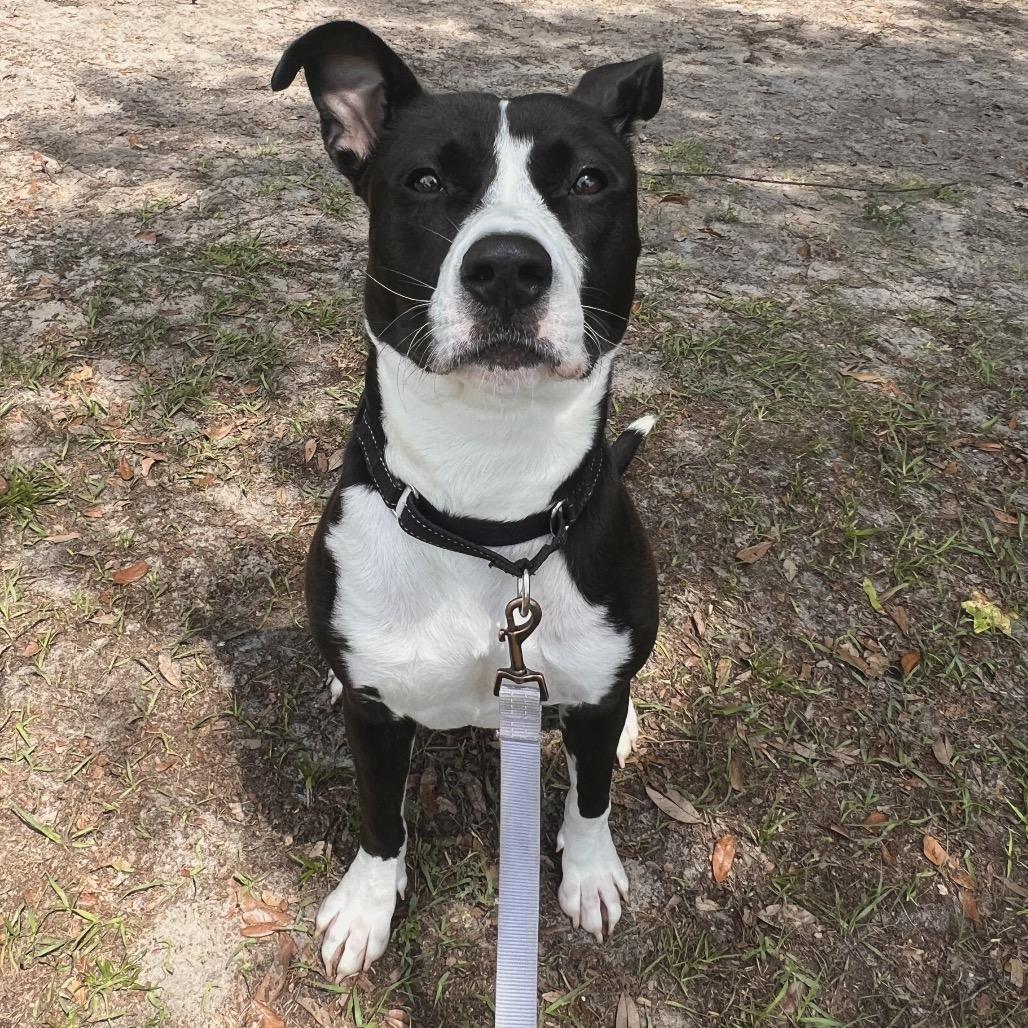Sassy, a Adoptable Mixed Breed in Jacksonville, FL image 4/5