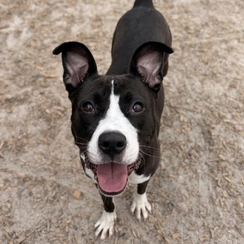Sassy, a Adoptable Mixed Breed in Jacksonville, FL image 5/5