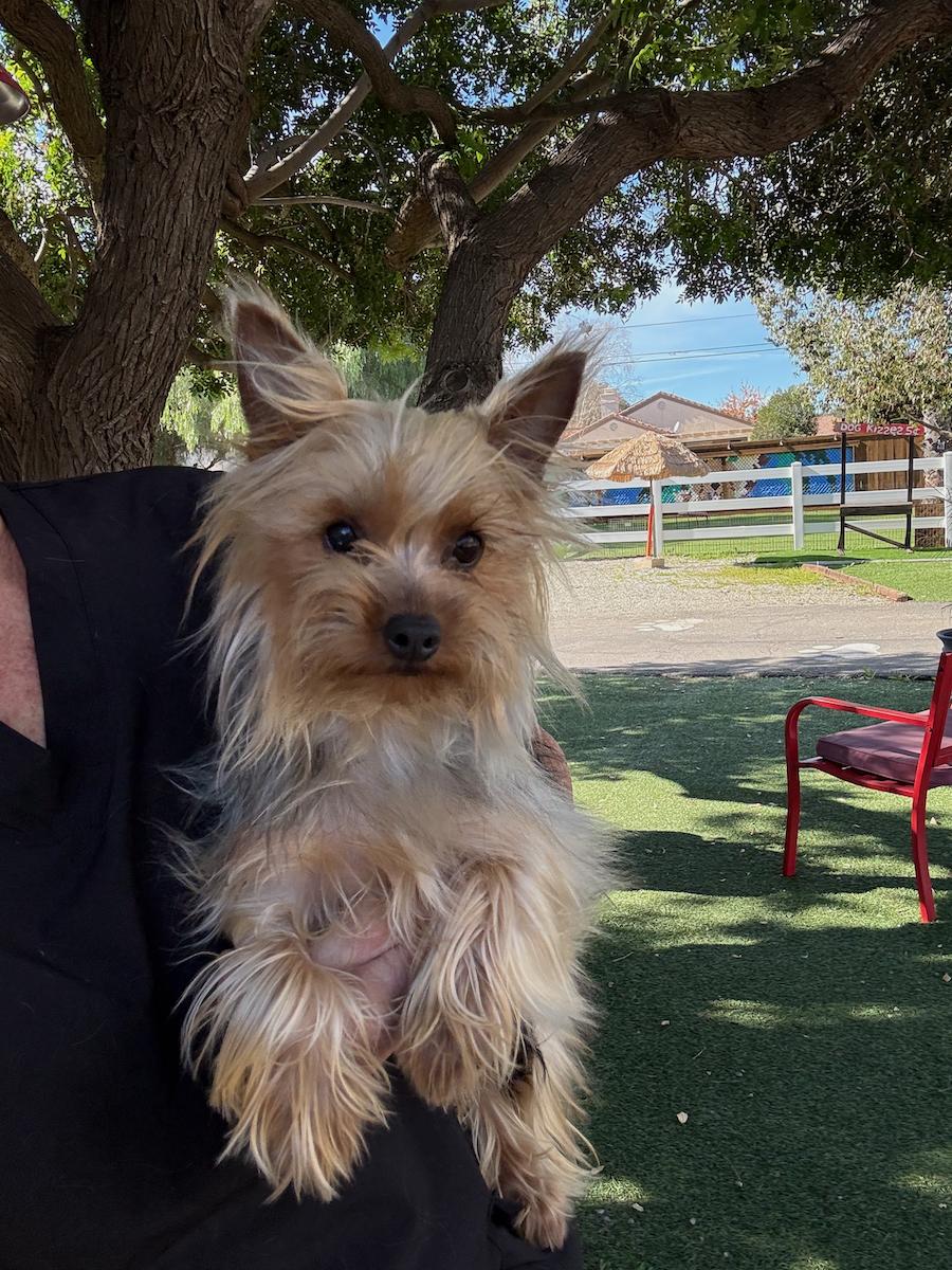 Enlarge Jessica, a ADOPTABLE Silky Terrier in Temecula, CA image 1/1