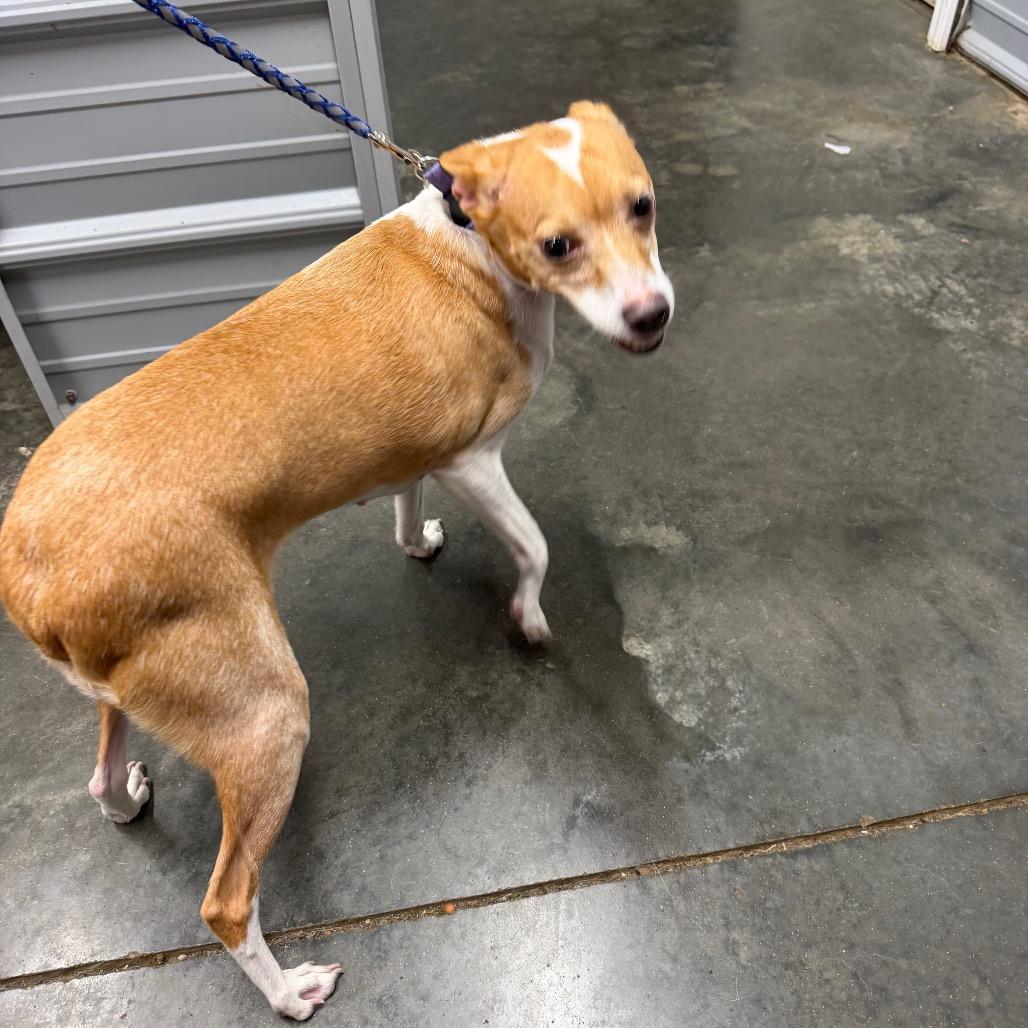 Enlarge Baby Girl, a Adoptable Whippet in Princeton, KY image 1/4