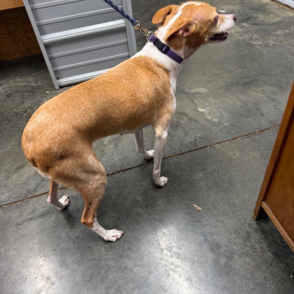 Enlarge Baby Girl, a Adoptable Whippet in Princeton, KY image 2/4