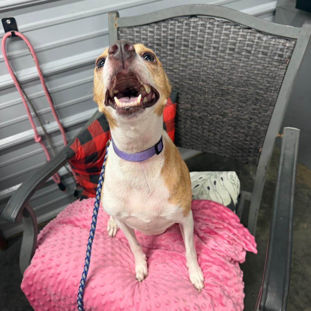 Enlarge Baby Girl, a Adoptable Whippet in Princeton, KY image 3/4