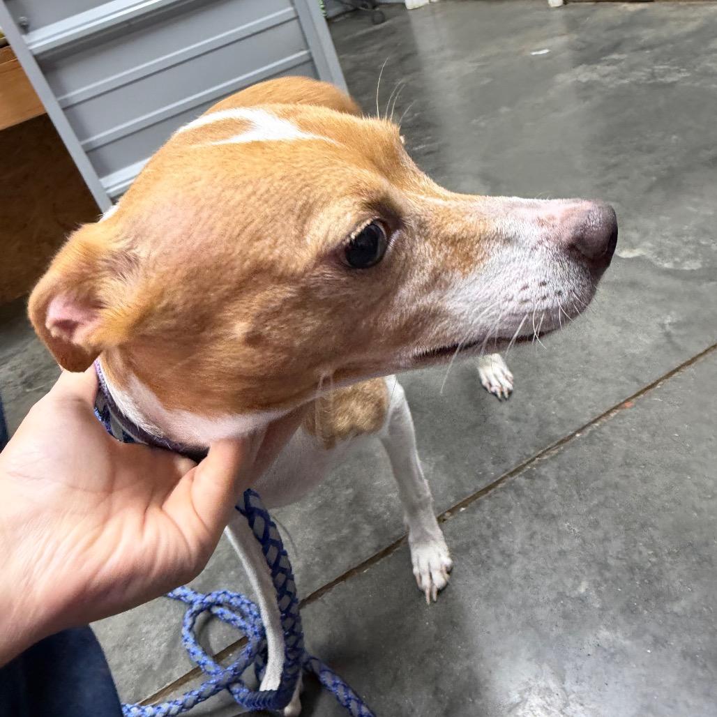 Enlarge Baby Girl, a Adoptable Whippet in Princeton, KY image 4/4