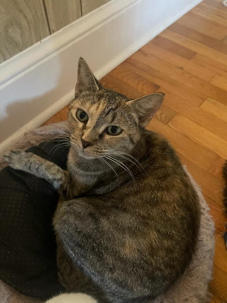 Enlarge Lenior, a Adoptable Domestic Short Hair in Salisbury, NC image 1/5