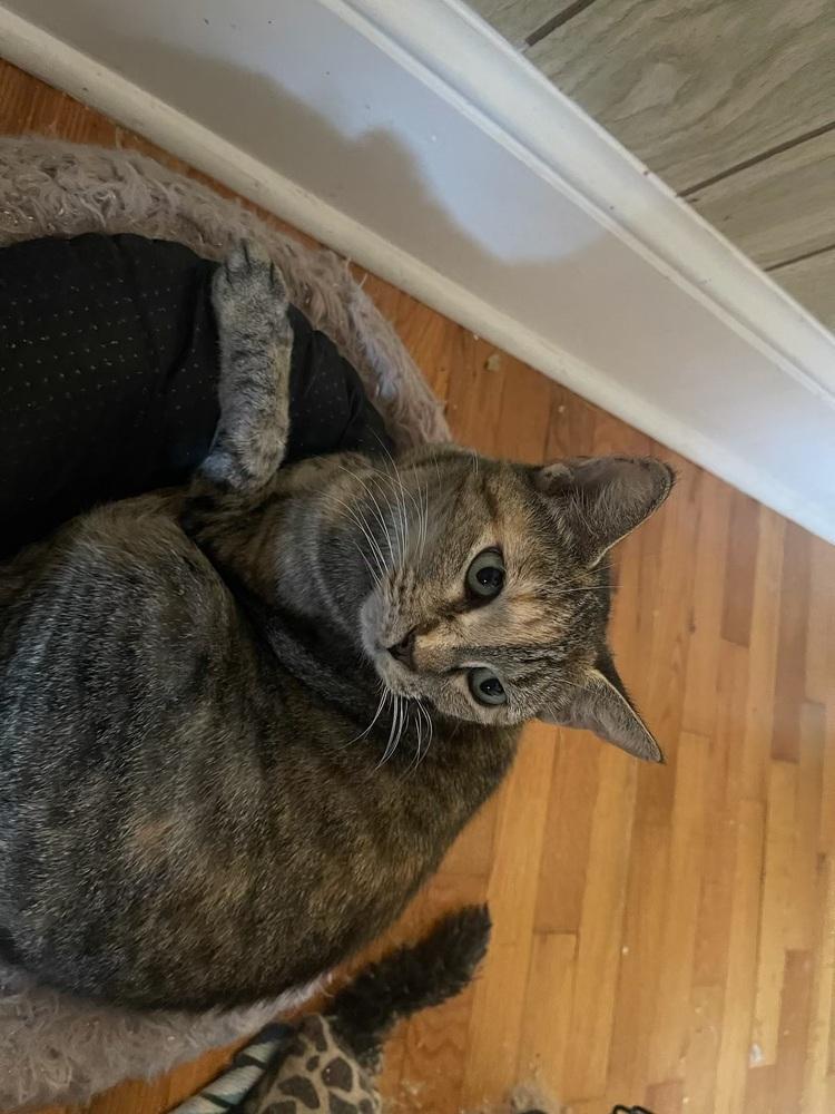 Enlarge Lenior, a Adoptable Domestic Short Hair in Salisbury, NC image 4/5