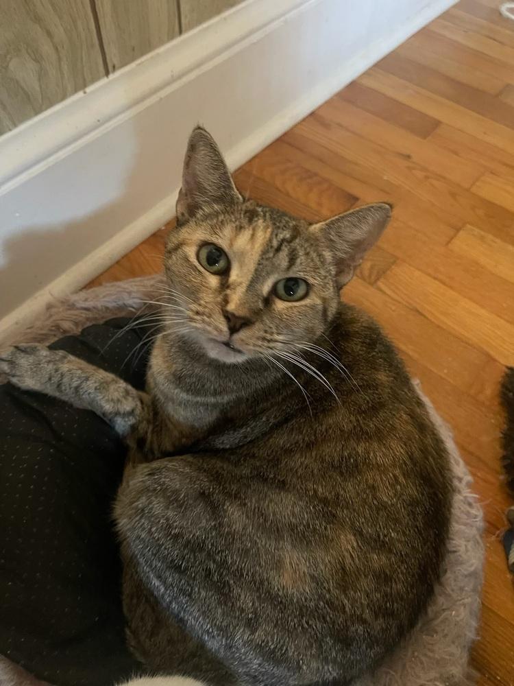 Enlarge Lenior, a Adoptable Domestic Short Hair in Salisbury, NC image 5/5
