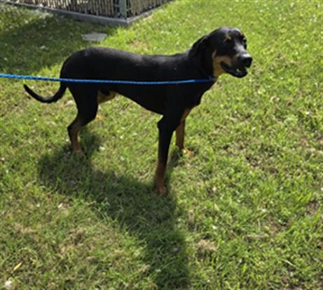 Enlarge RIVER-RAINN, a Adoptable Doberman Pinscher in Killeen, TX image 1/1