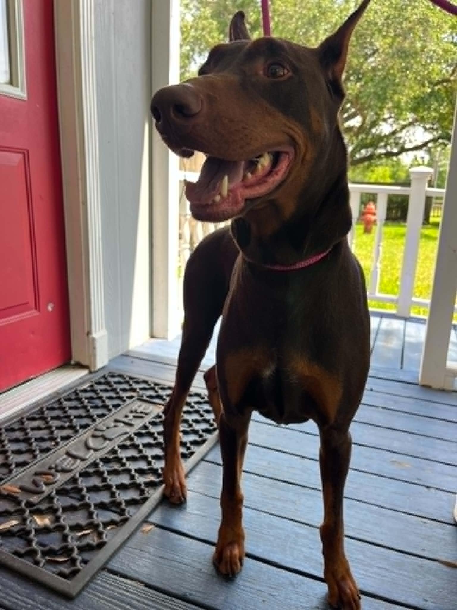 Enlarge Eros, a Adopted Doberman Pinscher in Willowbrook, IL image 2/3
