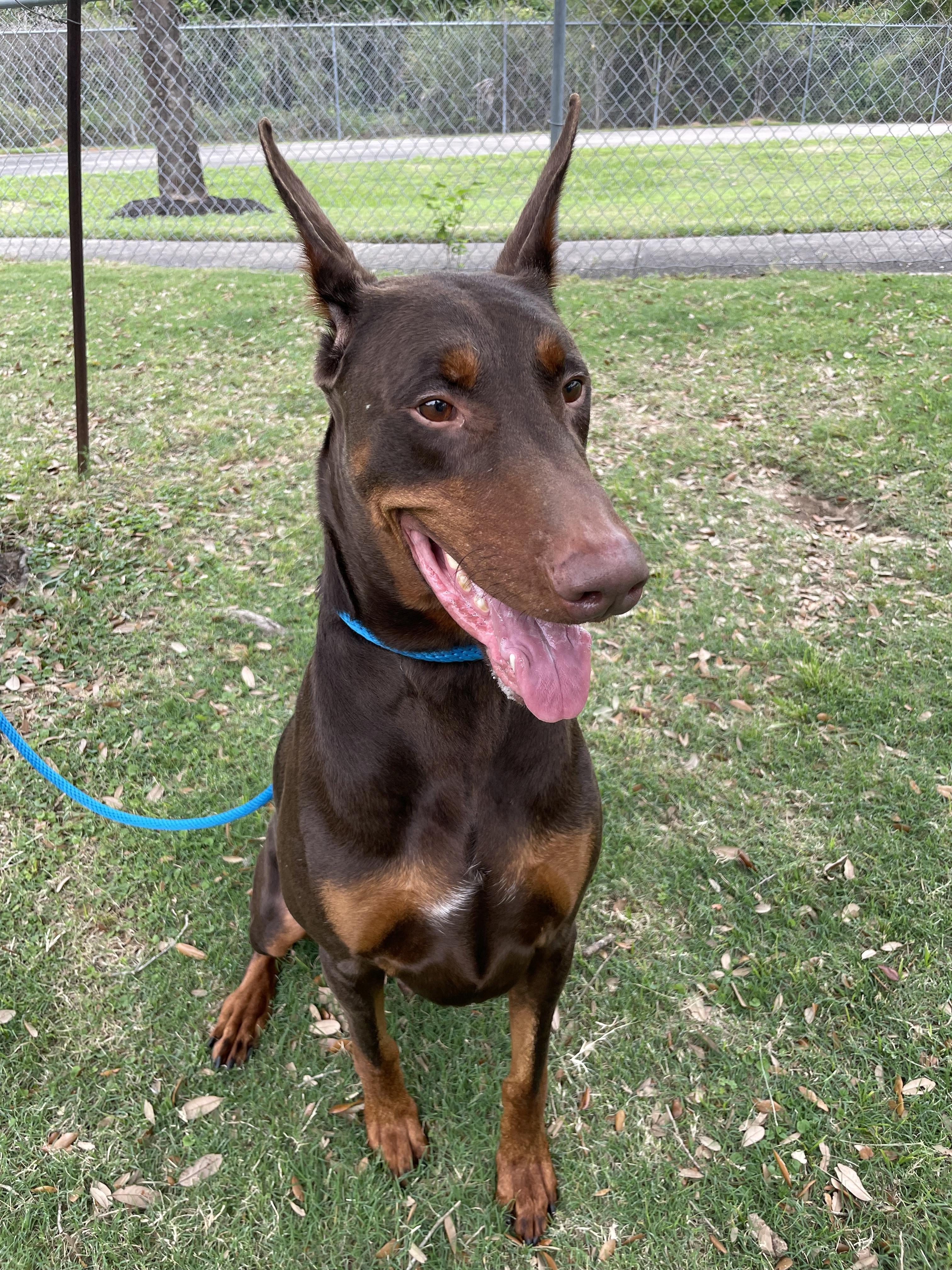 Eros, Adopted, Adult Male Doberman Pinscher.