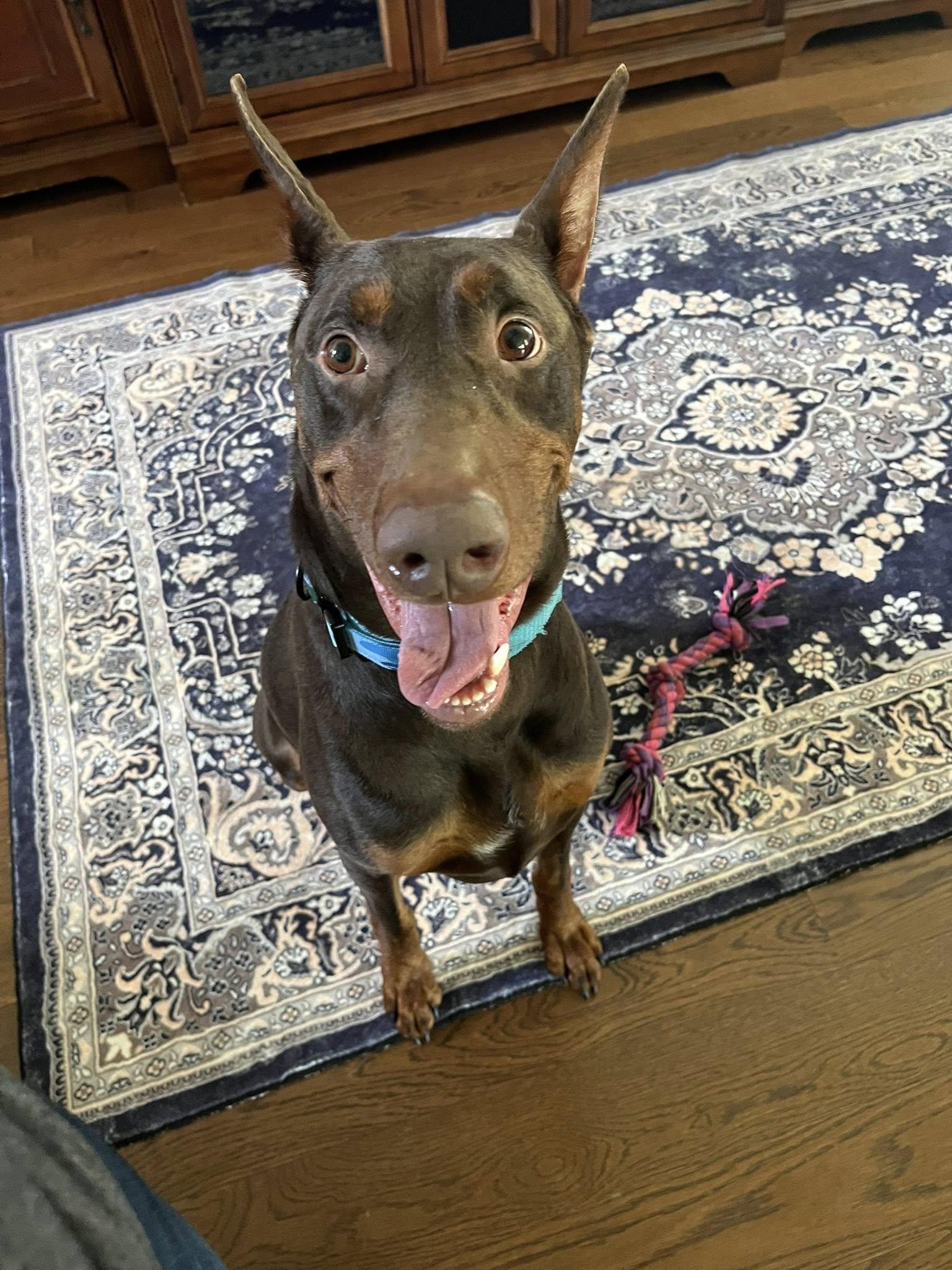 Enlarge Eros, a Adopted Doberman Pinscher in Willowbrook, IL image 3/3