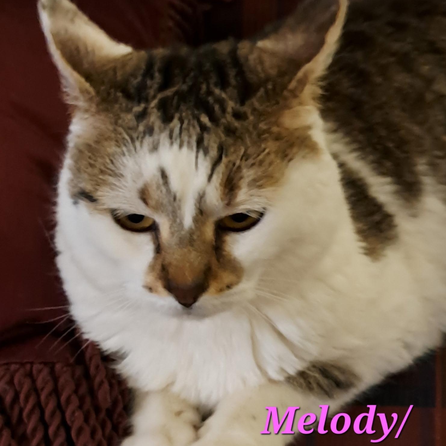 Melody/Dora (call 602-692-1499 to meet Melody/Dora), Adoptable, Senior Female Tabby.