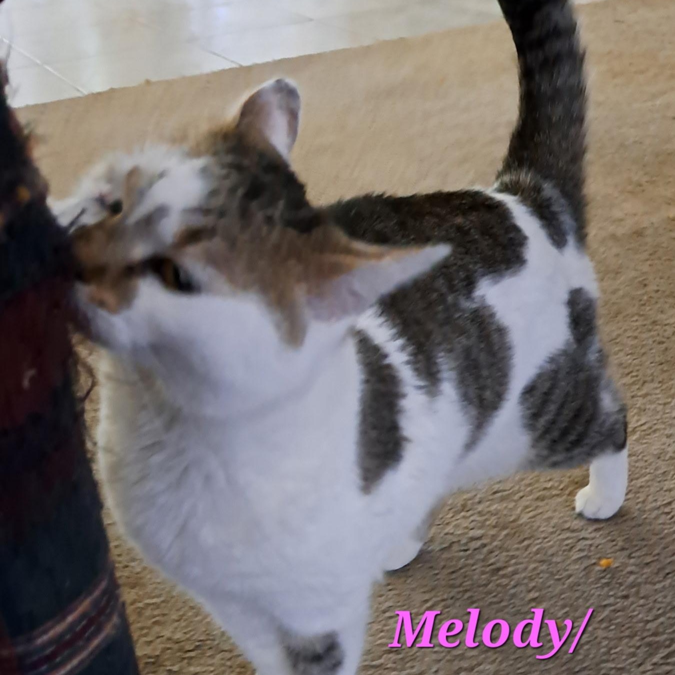 Enlarge Melody/Dora (call 602-692-1499 to meet Melody/Dora), a Adoptable mixed breed in Phoenix, AZ image 2/2