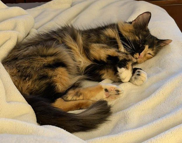 Enlarge Maisy, a ADOPTABLE Calico in Anchorage, AK image 1/1