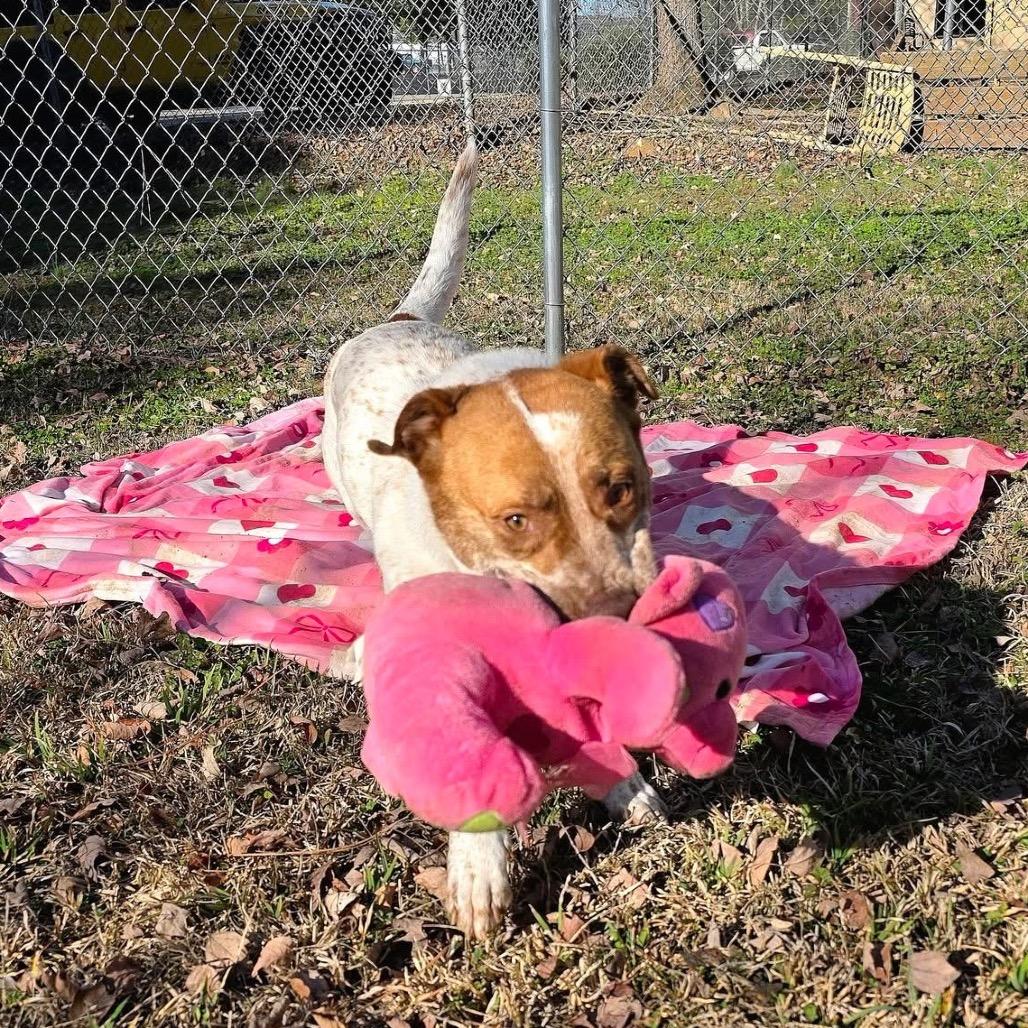 Enlarge Quill(SPONSORED), a Adoptable Mixed Breed in Gadsden, AL image 1/6