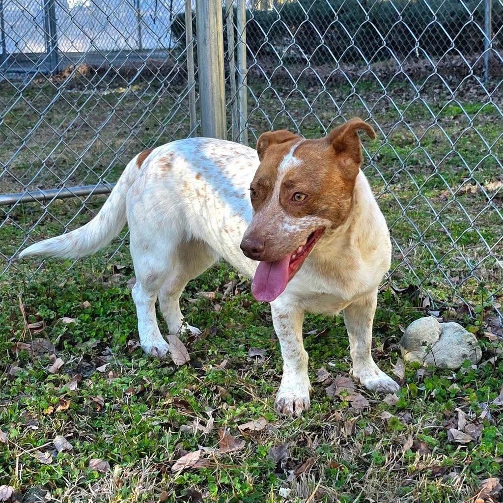 Enlarge Quill(SPONSORED), a Adoptable Mixed Breed in Gadsden, AL image 2/6