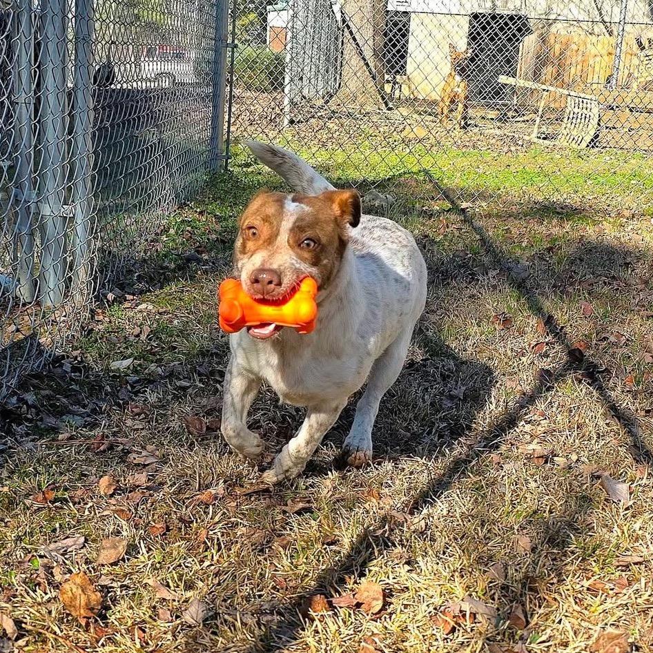 Enlarge Quill(SPONSORED), a Adoptable Mixed Breed in Gadsden, AL image 3/6