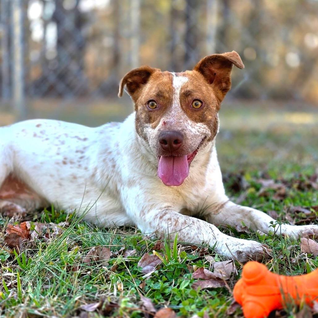 Enlarge Quill(SPONSORED), a Adoptable Mixed Breed in Gadsden, AL image 4/6