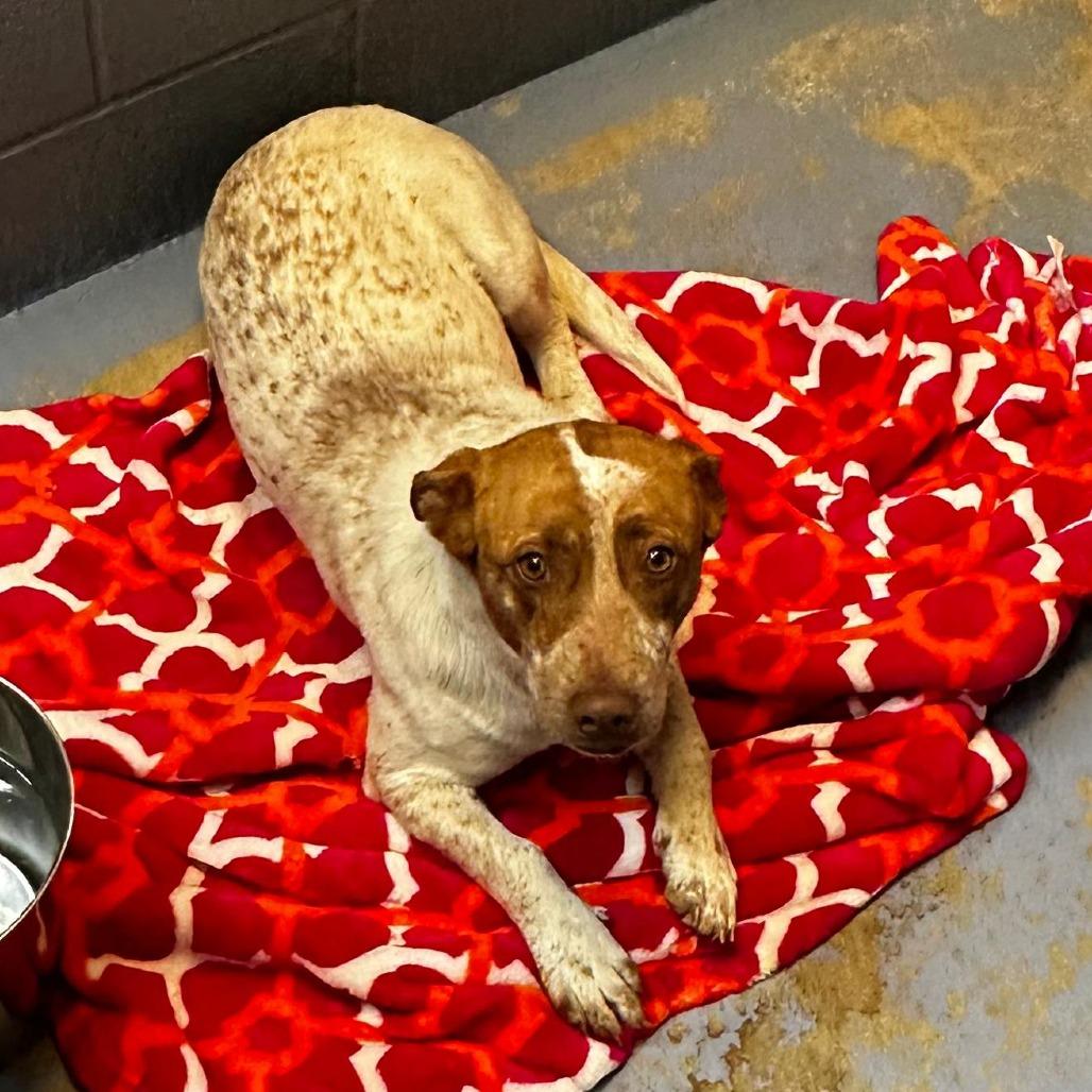 Enlarge Quill, a Adoptable Mixed Breed in Gadsden, AL image 1/1