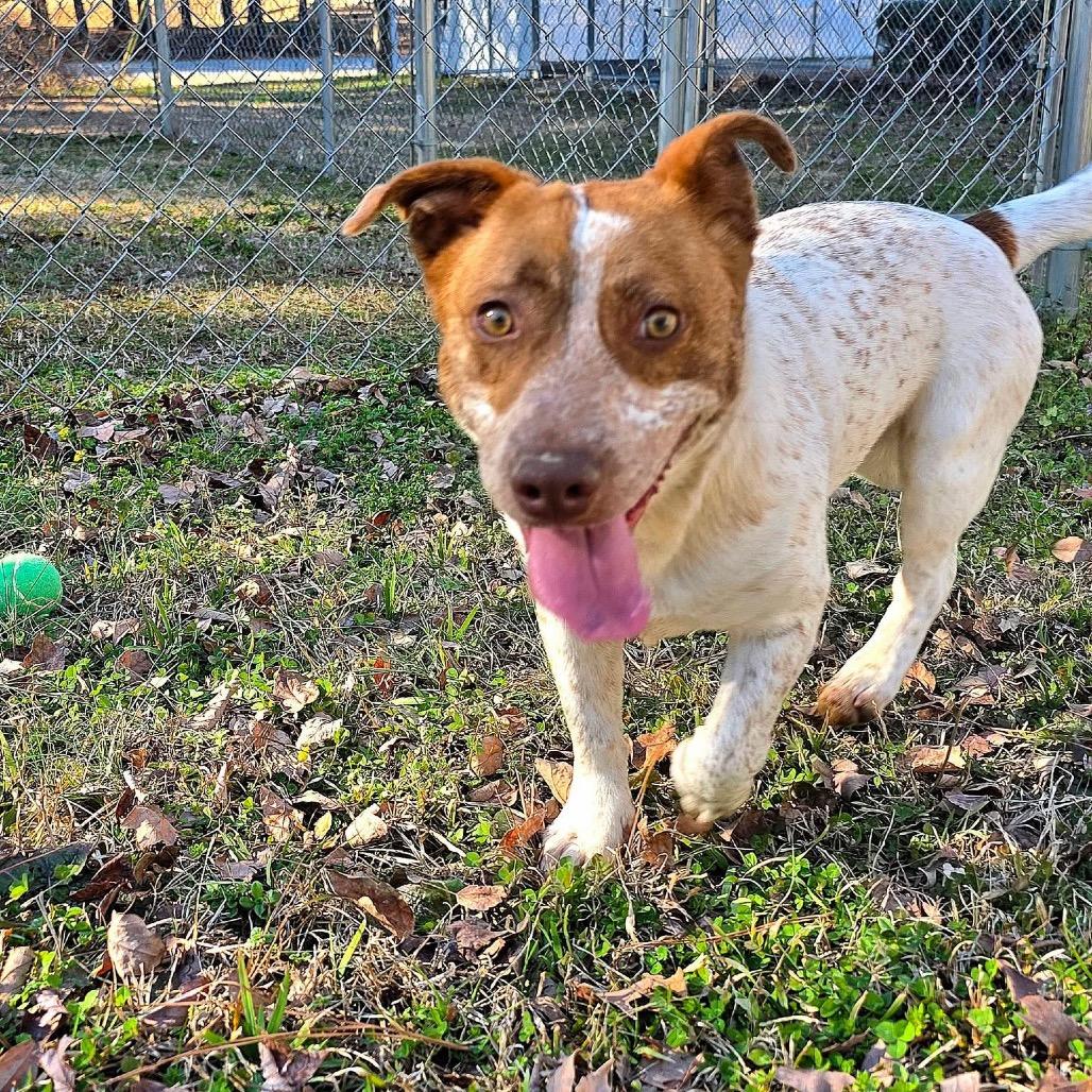 Enlarge Quill(SPONSORED), a Adoptable Mixed Breed in Gadsden, AL image 6/6