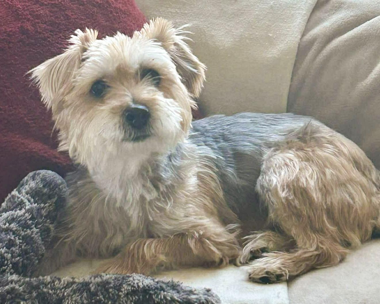 Annie, Adoptable, Young Female Terrier.