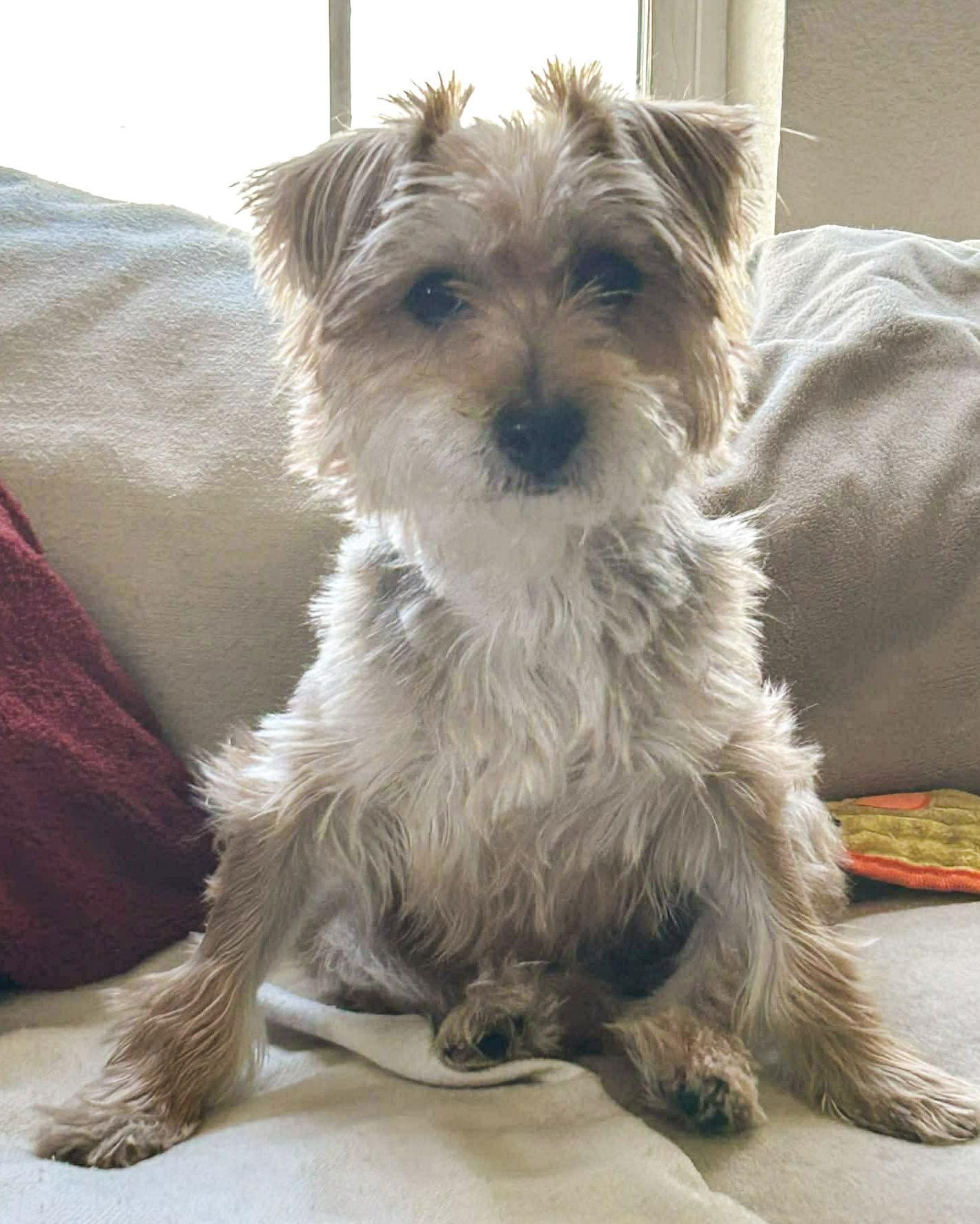 Annie, a Adoptable Terrier in Corona, CA image 2/3