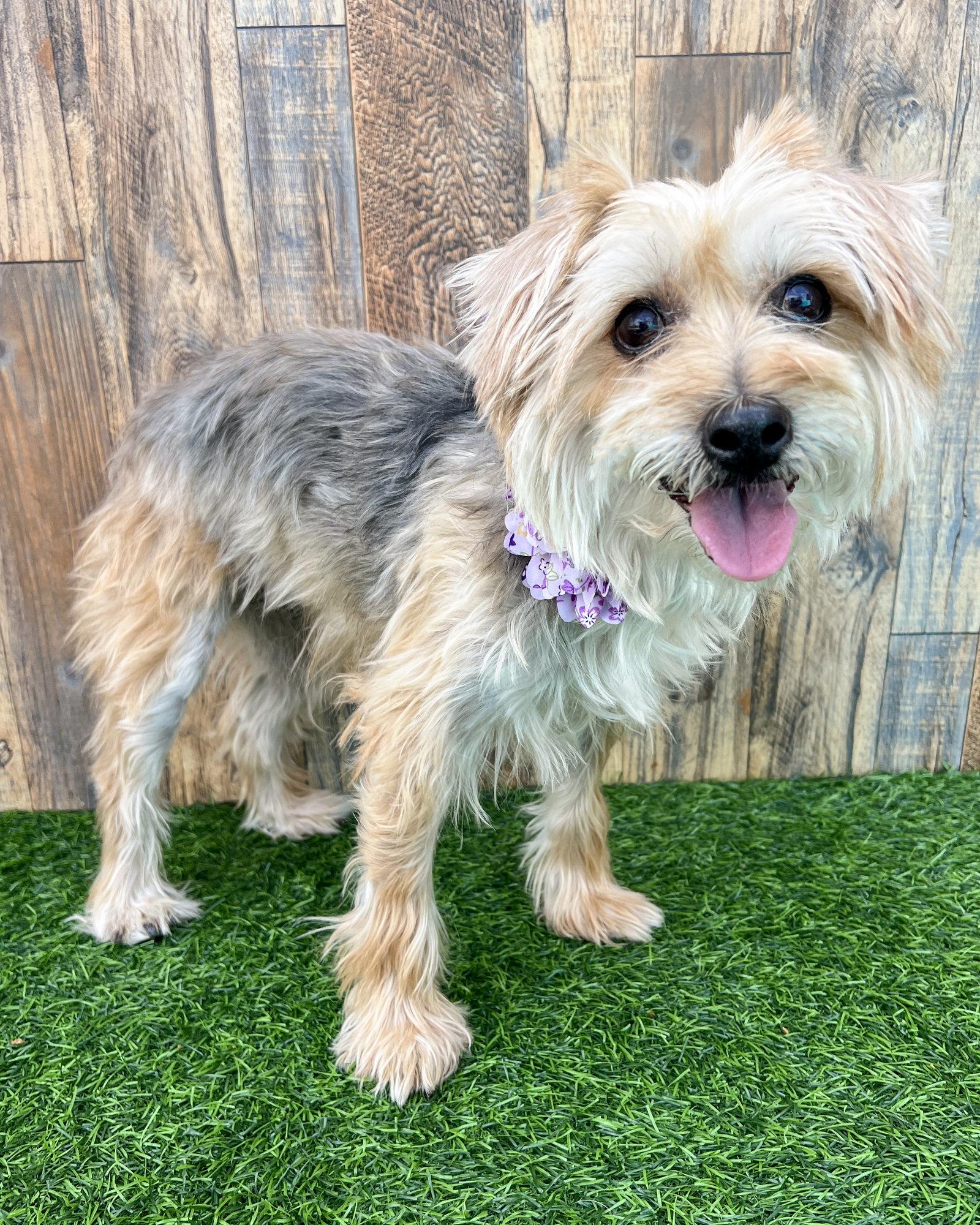 Annie, a Adoptable Terrier in Corona, CA image 3/3