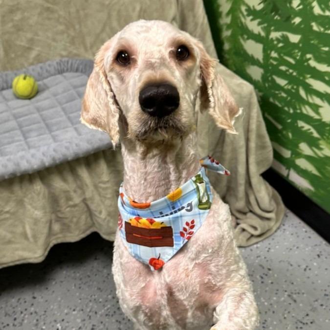Dior, Adoptable, Young Male Poodle.
