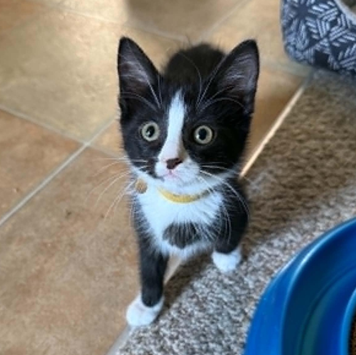 Fannie, adoptable, Kitten Female Tuxedo.