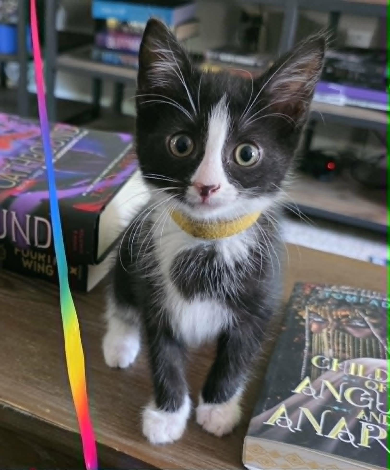 Fannie, an adoptable Tuxedo in New Bedford, MA image 5/5