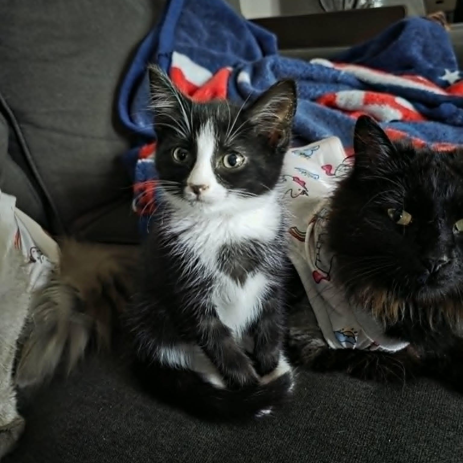 Fannie, an adoptable Tuxedo in New Bedford, MA image 4/5