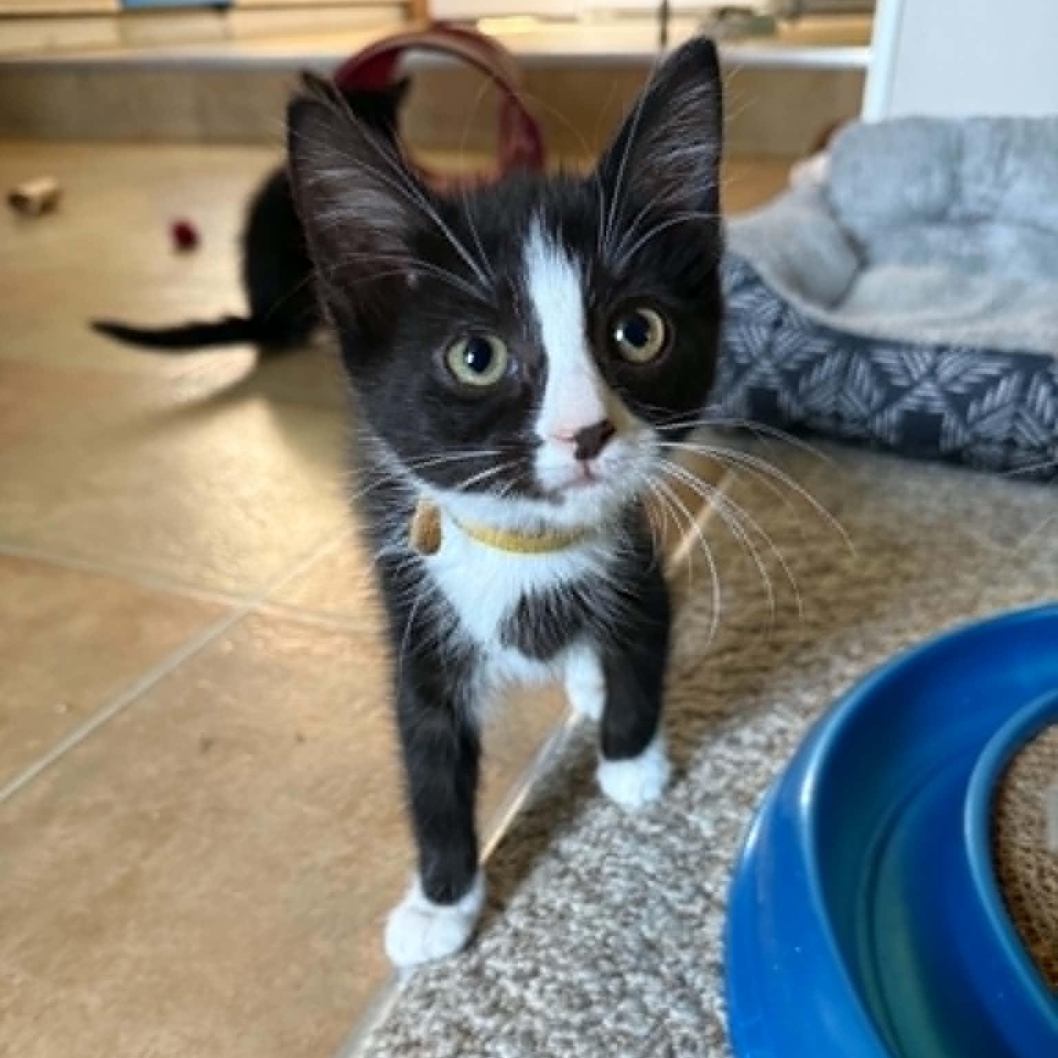 Fannie, an adoptable Tuxedo in New Bedford, MA image 3/5
