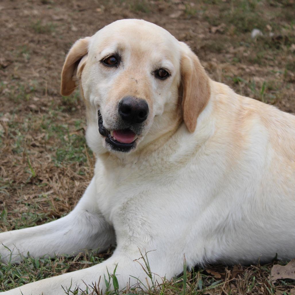 Rivers, Adoptable, Adult Female Yellow Labrador Retriever.
