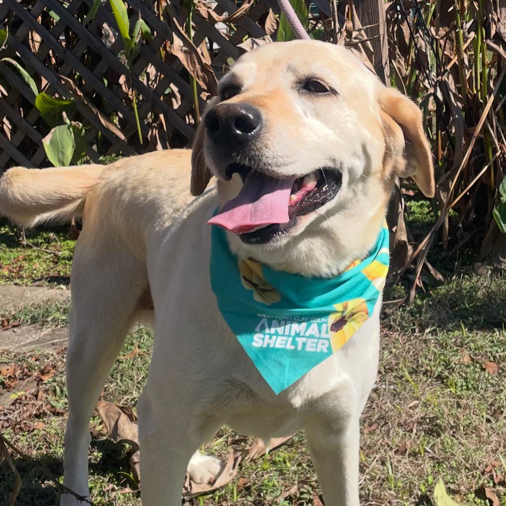 Enlarge Rivers, a Adoptable Yellow Labrador Retriever in Huntsville, AL image 3/6