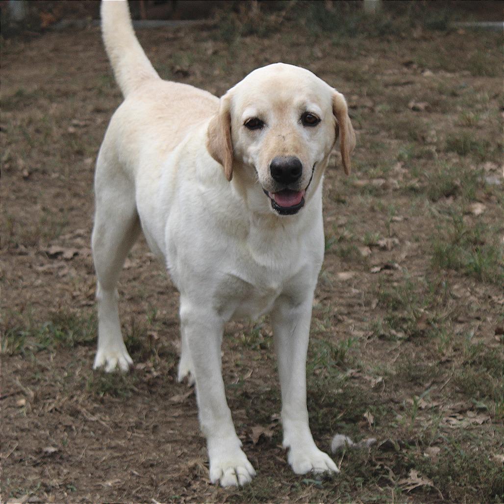 Enlarge Rivers, a Adoptable Yellow Labrador Retriever in Huntsville, AL image 6/6