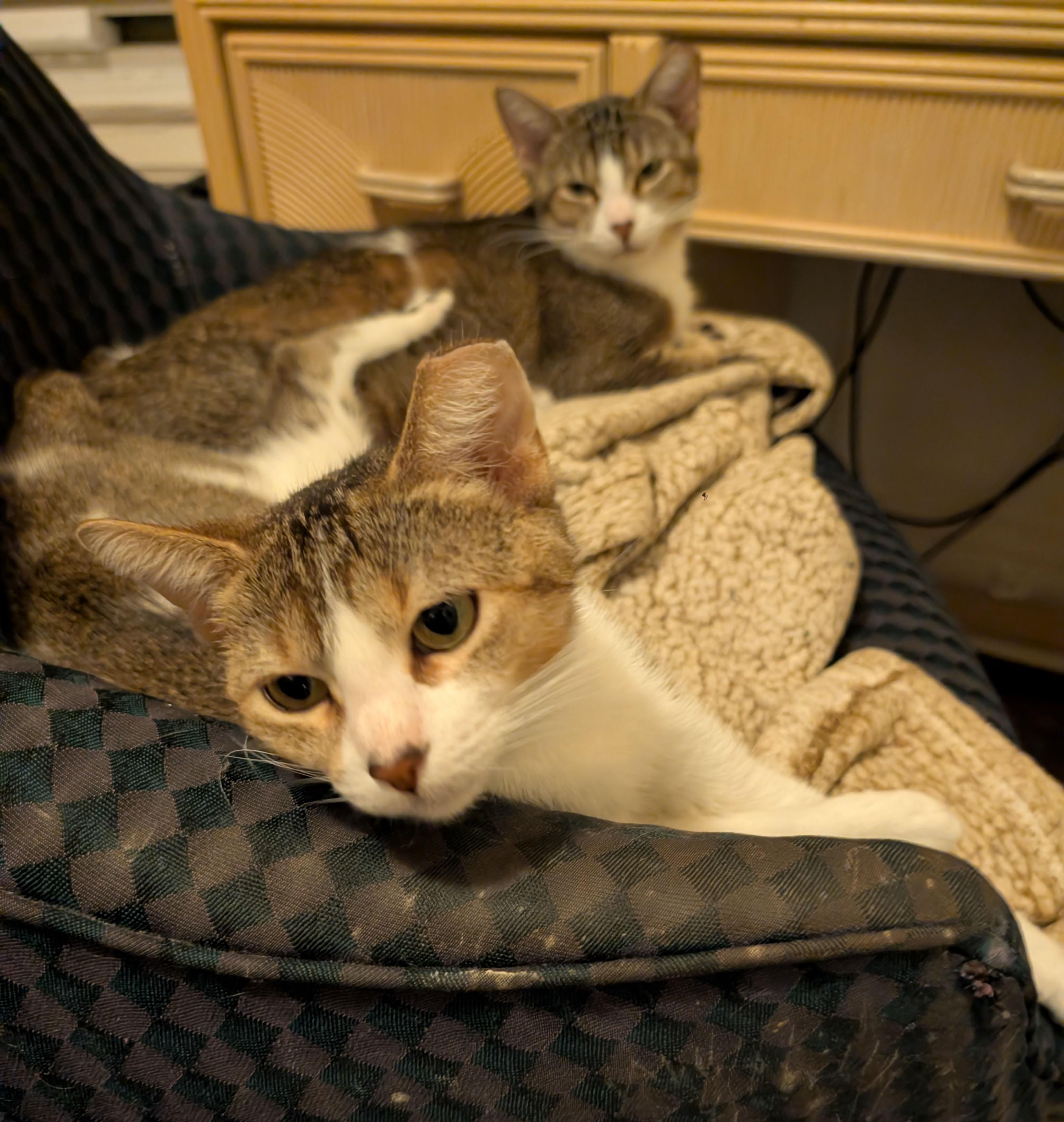 Petunia & Penelope, Adoptable, Young Female Domestic Short Hair.