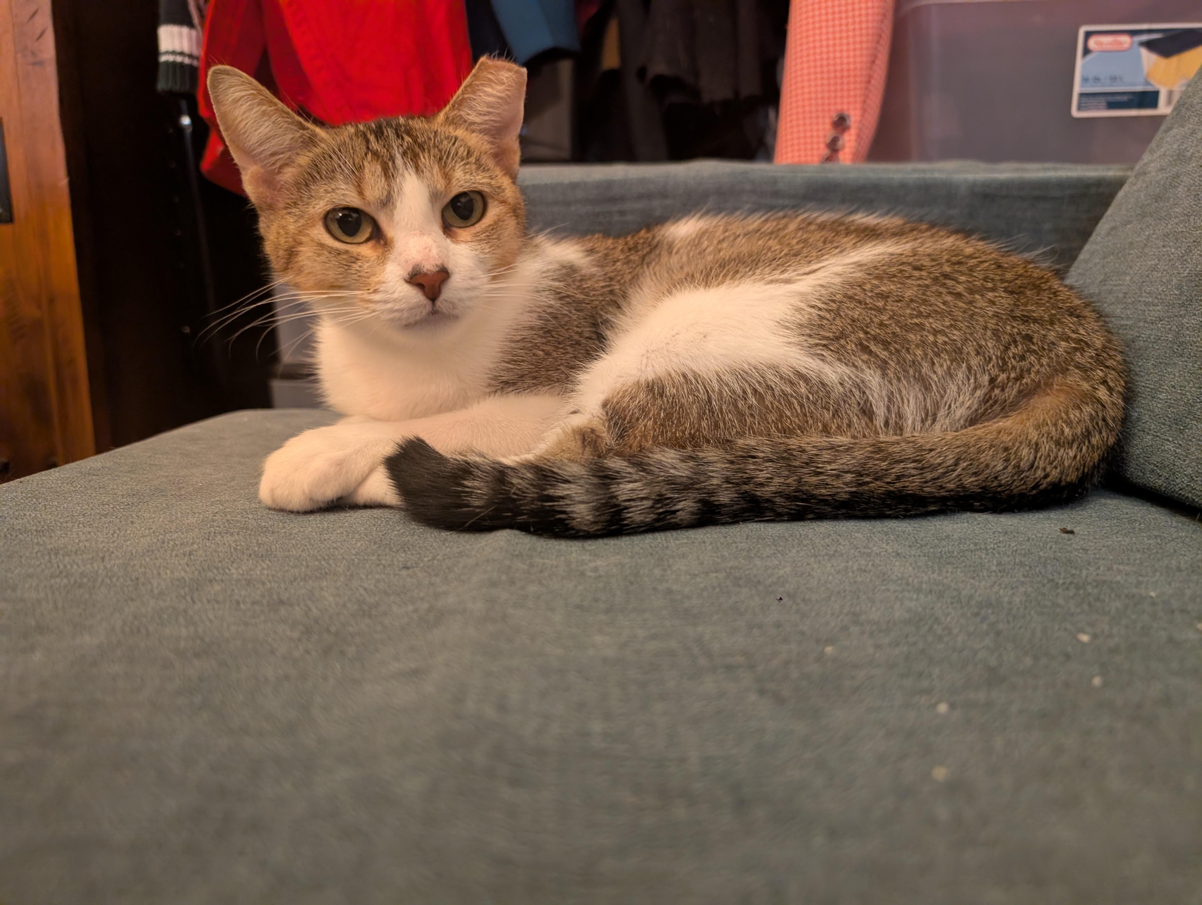 Petunia & Penelope, a Adoptable Domestic Short Hair in Milwaukee, WI image 4/5