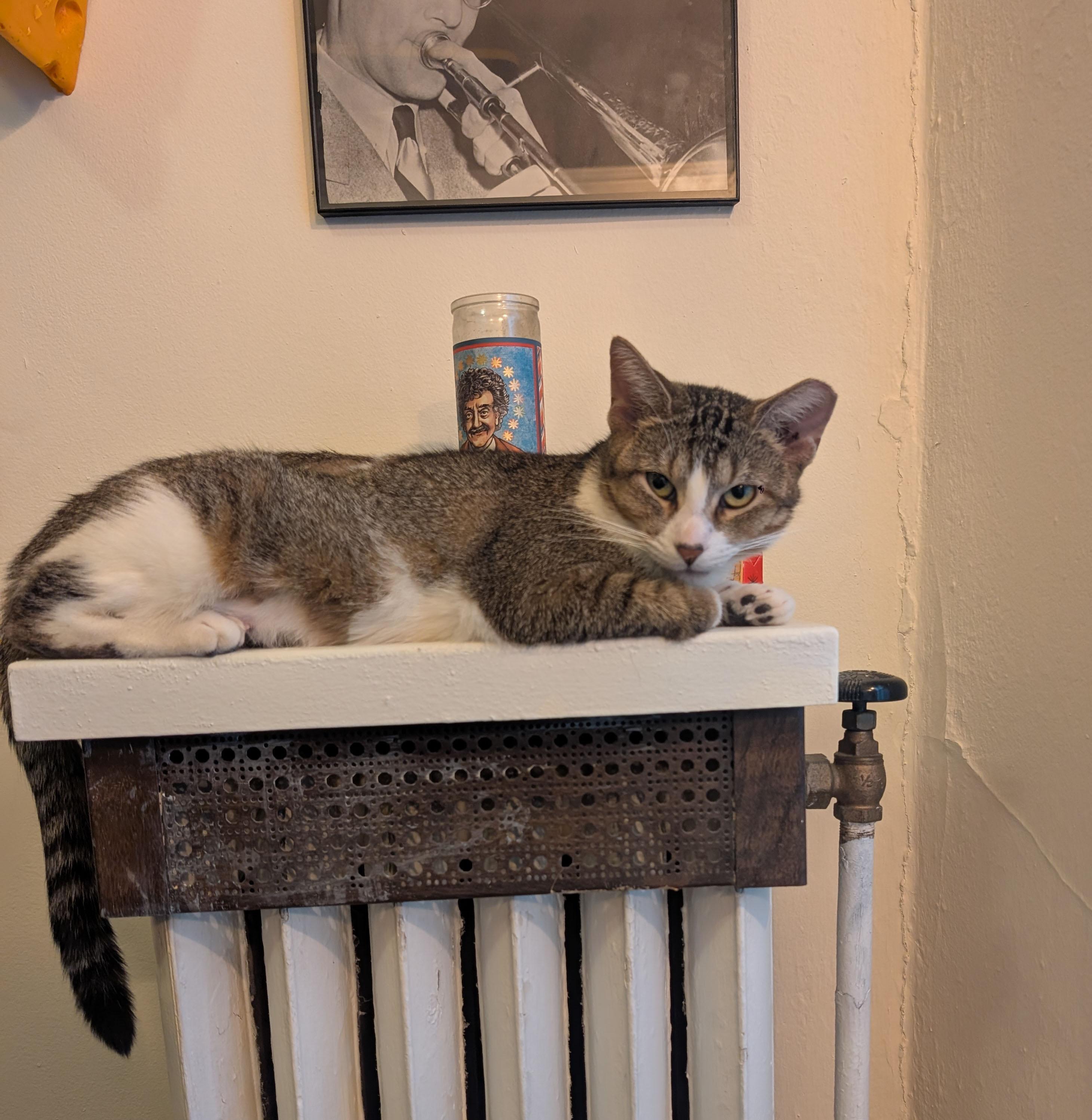 Petunia & Penelope, a Adoptable Domestic Short Hair in Milwaukee, WI image 5/5