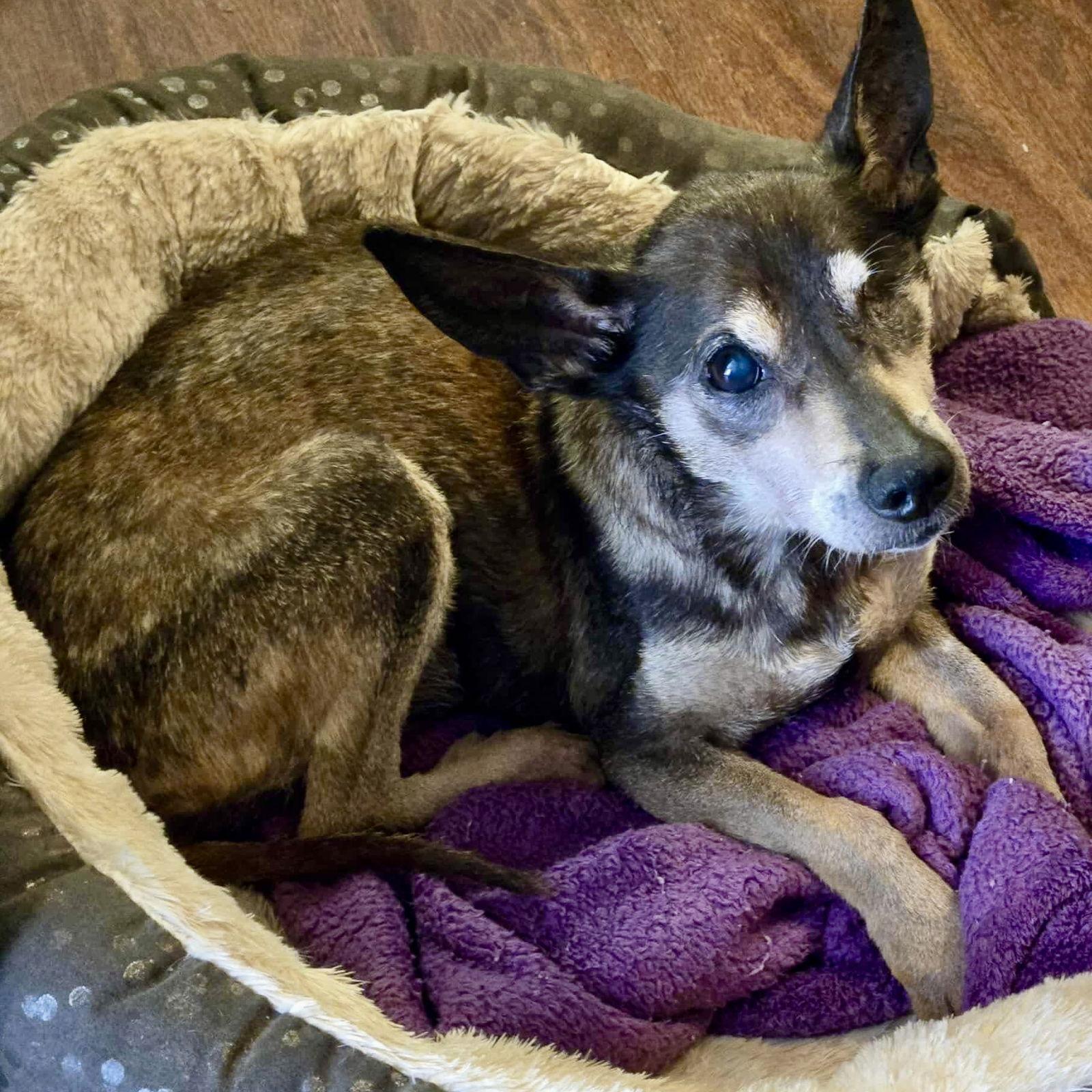 Leela, a Adoptable mixed breed in Garner, NC image 1/3