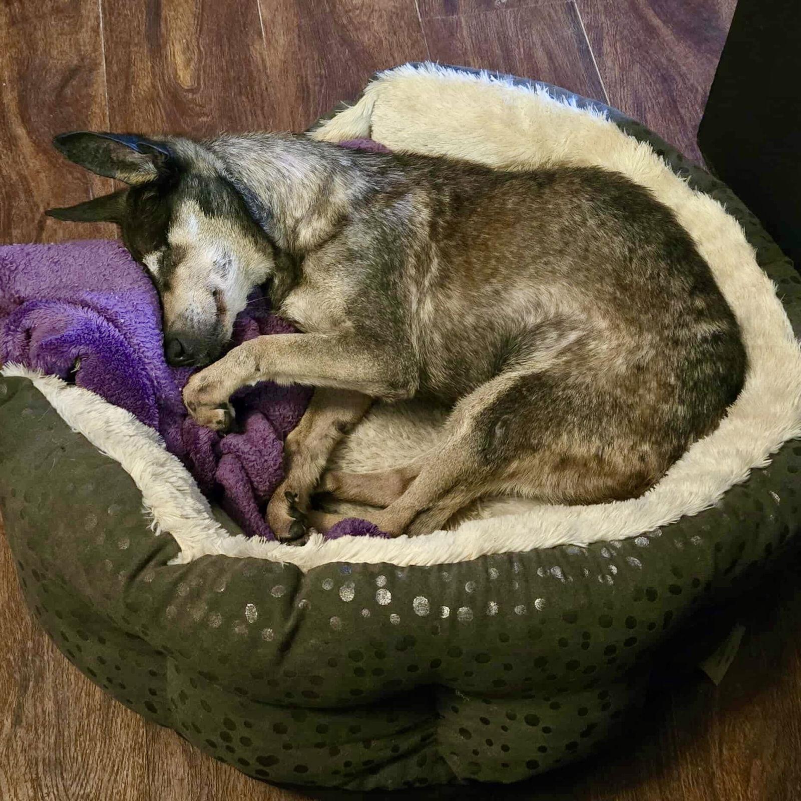 Leela, a Adoptable mixed breed in Garner, NC image 2/3