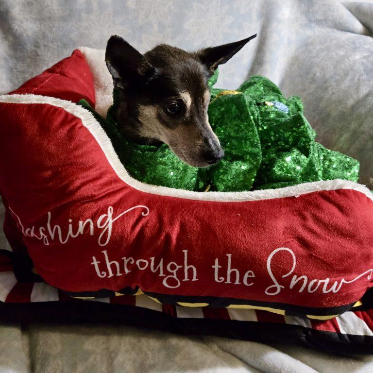 Leela, a Adoptable mixed breed in Garner, NC image 3/3