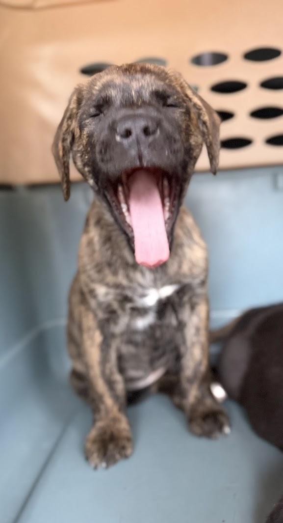 Enlarge PEANUT, an adopted mixed breed in Brattleboro, VT image 5/5