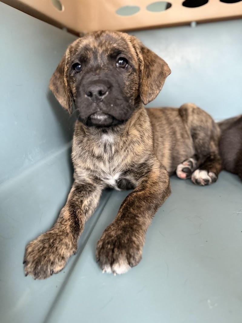 PEANUT, adopted, Puppy Male Mastiff & Pit Bull Terrier.