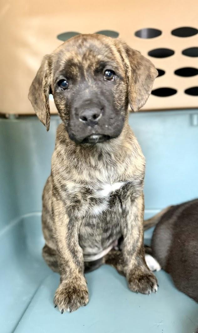 Enlarge PEANUT, an adopted mixed breed in Brattleboro, VT image 3/5